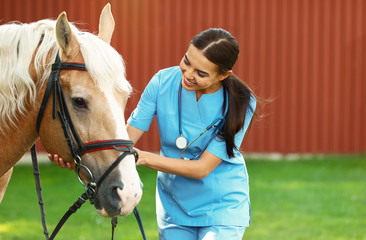 Young veterinarian with palomino horse outdoors on sunny day