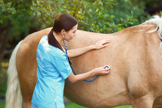 Young veterinarian examining palomino horse outdoors on sunny day