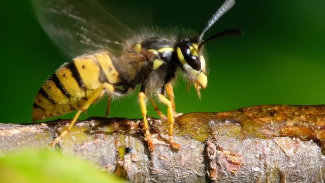 Wasp feeding on syrup on tree branch meant for butterflies.