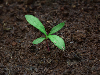 nature young baby plant growing on soil