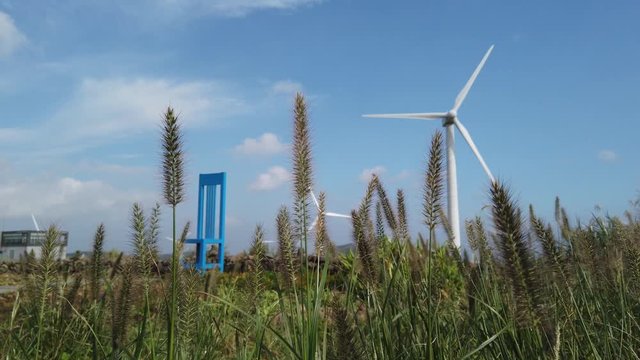 Close up of setaria viridis swaying in the wind and the blue chair and wind generator shown behind it.