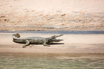 Crocodile sunbathing at a sandy bank at Kunene river, Epupa, Namibia