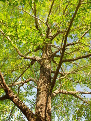 秋の公園の銀杏の木