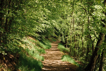 un sentier chemin passe dans un for&ecirc;t de la nature verte en &eacute;t&eacute; printemps