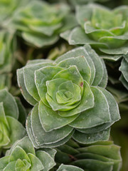 Fototapeta premium A collection of succulents and cacti in a botanical garden.
