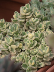 A collection of succulents and cacti in a botanical garden.