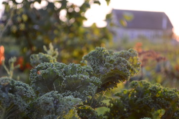 green leaves of curly cabbage in the garden