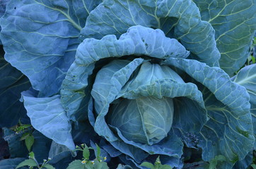 green leaves of curly cabbage in the garden