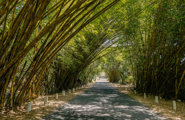 Pasage formed by large bamboo