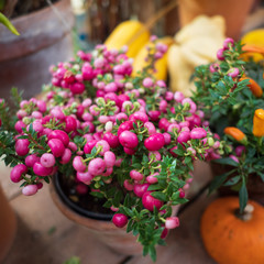Harvest Festival. Exhibition of autumn fruits, vegetables and flowers. Ornamental shrub with pink berries in a pot.