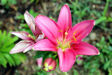 Purple nankeen lily flowers