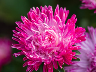 Bright colorful chrysanthemums close-up. Red and pink autumn garden flowers are blooming. Natural background.