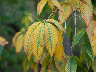 Yellow chestnut leaves in autumn