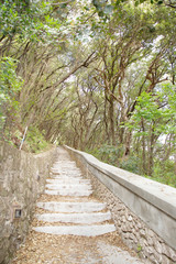Obraz premium pathway in the forest