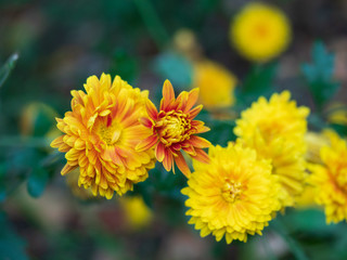 Yellow flowers in the garden