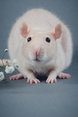 Young downy rat with small white flowers on a gray background