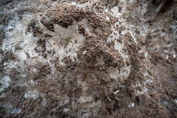 Snow snowdrift covered with a layer of mud