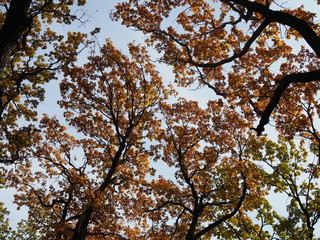 Beautiful view from the bottom up on the crowns of oak trees in the Golden autumn.