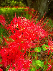 野に咲く曼殊沙華