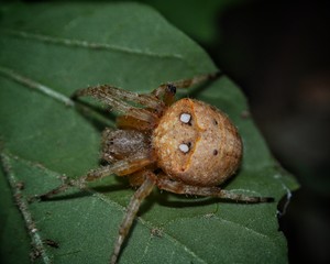 spider on a leaf