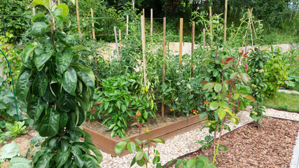High vegetable beds with wooden sides and paths of pine bark and gravel. Growing tomatoes,...