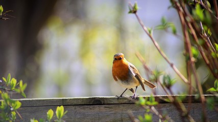 Robin Perched