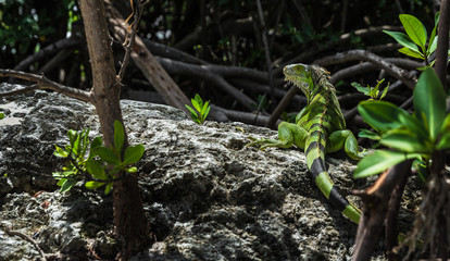 Wild iguana in the forest near the beach in Key Largo (Florida, USA). Beautiful green reptile. Sunny day in the everglades