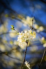 white flowers on background of blue sky