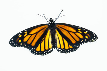 Fototapeta na wymiar Living female Monarch butterfly (Danaus plexippus) resting with opened wings and isolated against a white background.