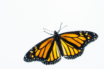 Living female Monarch butterfly (Danaus plexippus) resting with opened wings and isolated against a white background.