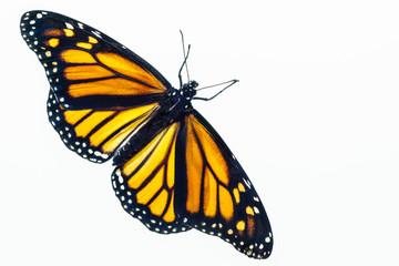 Living female Monarch butterfly (Danaus plexippus) resting with opened wings and isolated against a white background.