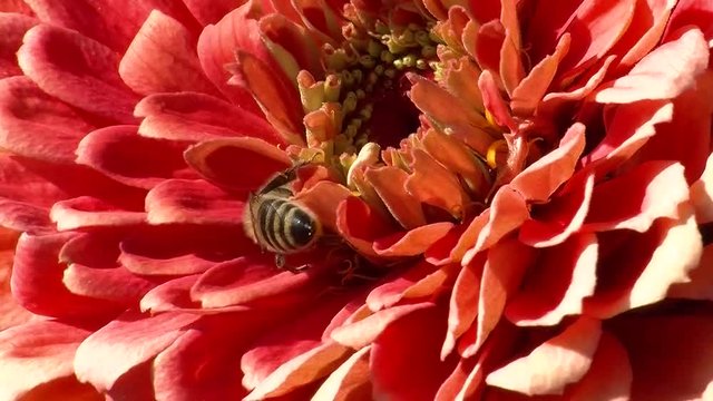 Biene und orange Zinnienbl&uuml;te