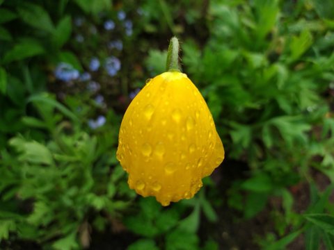 wellow flower