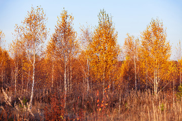 Fototapeta premium Title: Autumn in a birch forest.