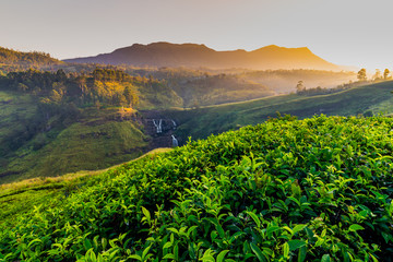 Tea plantation and St Claire waterfall at sunrise, Sri Lanka - obrazy, fototapety, plakaty