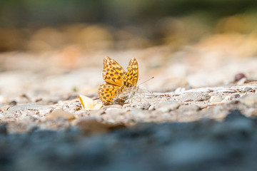 Schmetterling auf dem steinigen Boden 