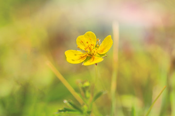 Ranunculus meadow flower in the sun. Nature Protection Concept.