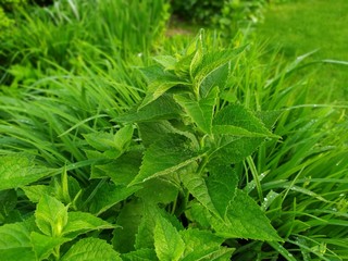 plant and background of green leaves