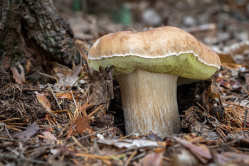 Edible and delicious mushroom boletus edulis in forest