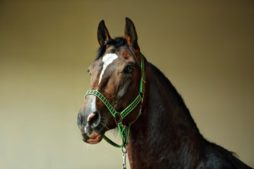 Dressage race horse portrait indoor stable 