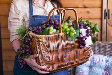 Fototapeta na wymiar A girl with a basket harvests vineyards, collects selected grapes in Italy for a large autumn harvest. biological concept, organic food and fine handmade wines