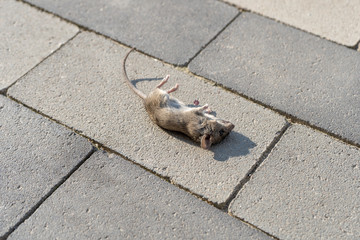 Dead little mouse lying on the sidewalk in the afternoon
