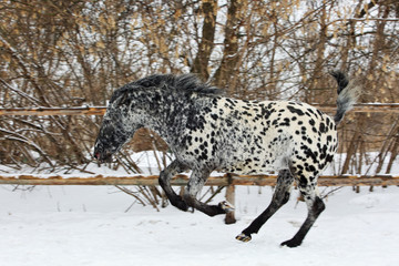 Curly rare spotted horse breed galloping  in winter ranch