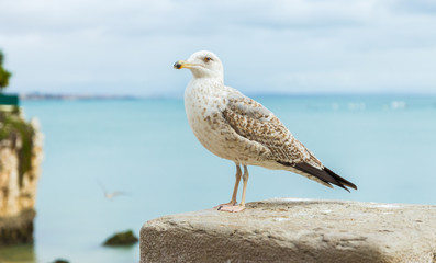 Beautiful seagull standing on a stone wall in Cascais, Portugal. Close up of the bird, left profile. Blurred background.