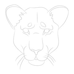 lioness portrait vector illustration, lines drawin