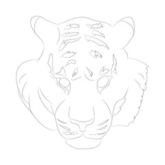 vector illustration portrait of tiger lines, vector
