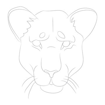 lioness portrait vector illustration, lines drawin