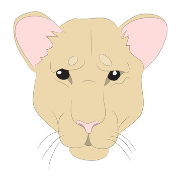 lioness portrait vector illustration, color drawing