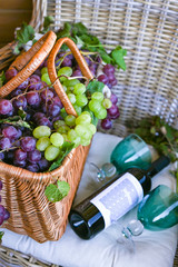 Grapes In A Basket and a bottle of wine. In a country house. Collection of selected grapes for homemade wine. Ecological products