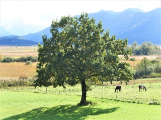 Murnauer Moor